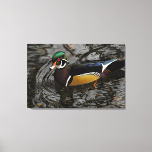Toile Canard branchu mâle à Crystal Springs Rhododendron
