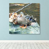 Toile Canard colvert sur Mossy Rock (Insitu (Plancher de Bois))