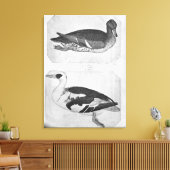 Toile Canards, de l'Album Vallardi (Insitu(Salon))