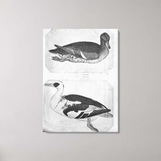 Toile Canards, de l'Album Vallardi (Recto)