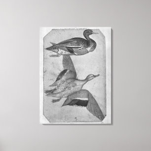 Toile Canards, de l'Album Vallardi