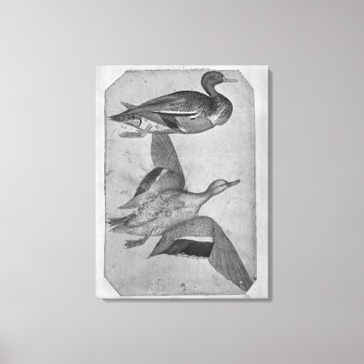 Toile Canards, de l'Album Vallardi (Recto)