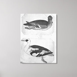 Toile Canards, le de l'album de Vallardi