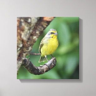 Toile Canari à fontes jaunes perché sur une branche d'