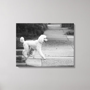Toile Caniche