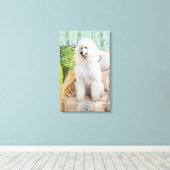 Toile Caniche Blanc (Insitu (Plancher de Bois))