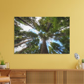 Toile canopée de sapin de Douglas (Insitu(Salon))