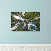 Toile canopée de sapin de Douglas (Insitu (Plancher de Bois))