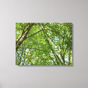 Toile Canopée du printemps Feuille Green Nature Scene