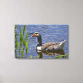Toile Canvas canard (Recto)
