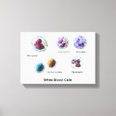 Toile Canvas Cellules de sang blanc Leukocytes Diagramme (Recto)