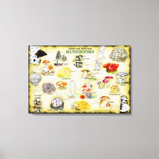 Toile Canvas de noms communs 30x20 Champignons (Recto)