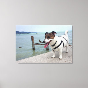 Toile Capo von Oppenheim, chien Terrier Jack Russell