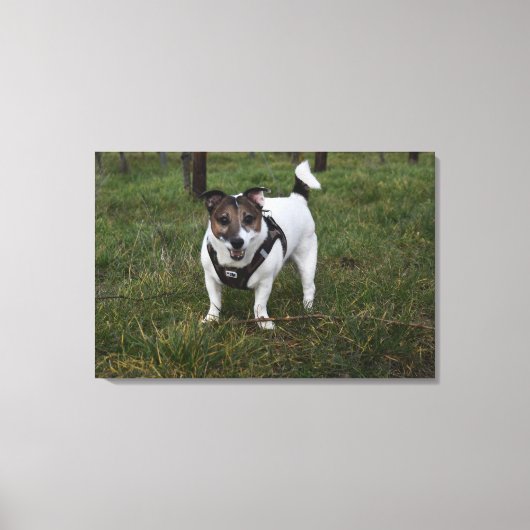 Toile Capo von Oppenheim, Jack Russell Terrier Chien (Recto)