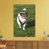 Toile Capo von Oppenheim, Jack Russell Terrier, Chien (Insitu(Salon))