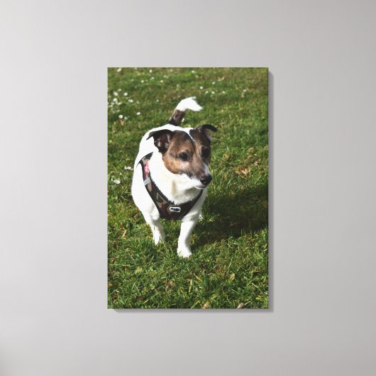 Toile Capo von Oppenheim, Jack Russell Terrier, Chien (Recto)
