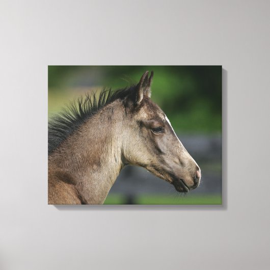 Toile Capture d'écran du poulain du cheval de quart (Recto)