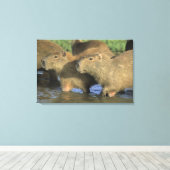 Toile Capybara, Hydrochaeris hydrochaeris), monde (Insitu (Plancher de Bois))
