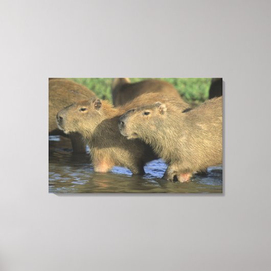 Toile Capybara, Hydrochaeris hydrochaeris), monde (Recto)
