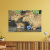 Toile Capybara, Hydrochaeris hydrochaeris), monde (Insitu(Salon))