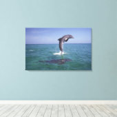 Toile Caraïbes, Bottlenose (Insitu (Plancher de Bois))