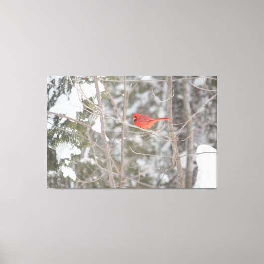 Toile Cardinal Bright (Recto)
