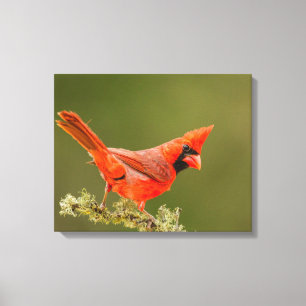 Toile Cardinal mâle sur une branche