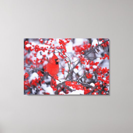 Toile Cardinal rouge mâle, Hiver, IL (Recto)