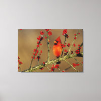 Cardinal rouge mâle perché, IL