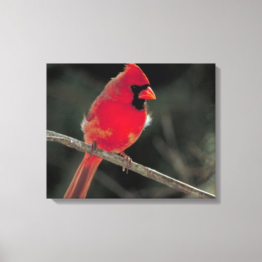 Toile Cardinal rouge perché sur une branche d'arbre (Recto)