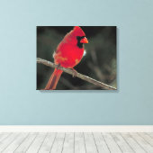 Toile Cardinal rouge perché sur une branche d'arbre (Insitu (Plancher de Bois))
