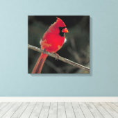 Toile Cardinal rouge perché sur une branche d'arbre (Insitu (Plancher de Bois))