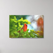 Toile Cardinal Sur Une Branche À feuillage persistant (Recto)