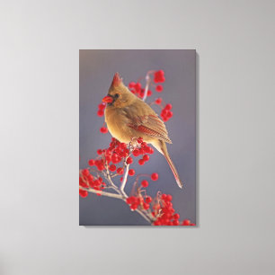 Toile Cardinalis femelle parmi les aubépines