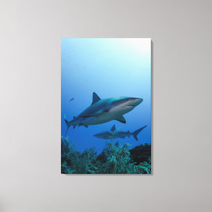 Toile Caribbean Reef Shark