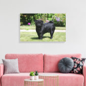 Toile Carlin noir debout regarder la caméra (Insitu(Salon))