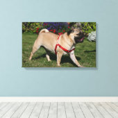 Toile Carlin portant un baudrier rouge (Insitu (Plancher de Bois))