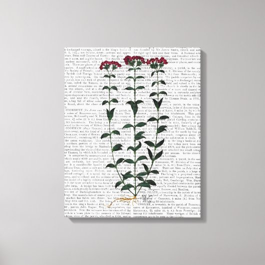 Toile Carnation italienne (Recto)