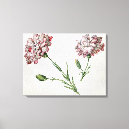 Toile Carnations (Recto)