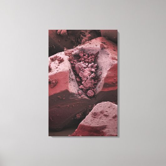 Toile Carnitine (Recto)