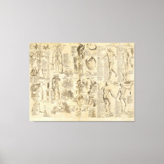 Toile Carte anatomique de Cyclopaedia 1728 (Recto)