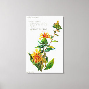 Toile Carthamus Tinctoria