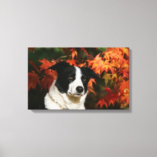 Toile Casque Collie Automne Bordure (Recto)