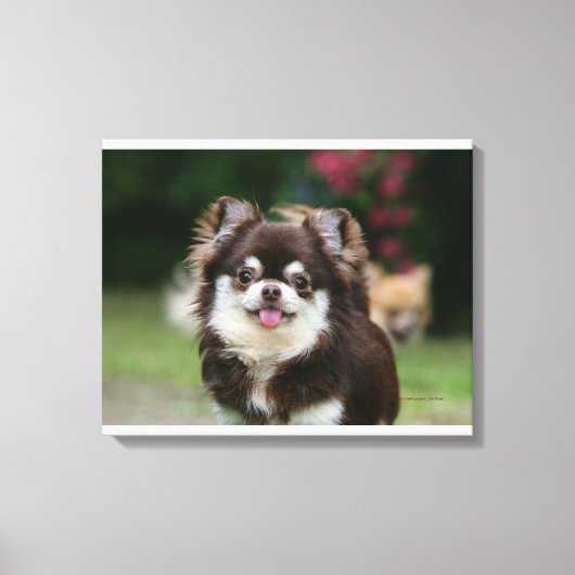 Toile Casque long Haired Chihuahua 1 (Recto)