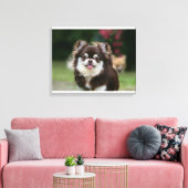 Toile Casque long Haired Chihuahua 1 (Insitu(Salon))