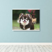 Toile Casque long Haired Chihuahua 1 (Insitu (Plancher de Bois))