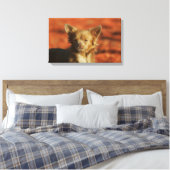 Toile Casquette Chihuahua Puppy (Insitu(Chambre))