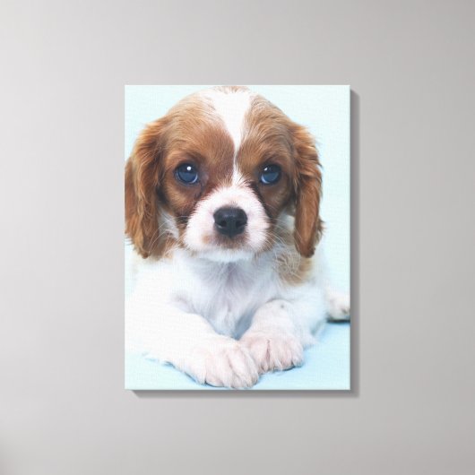 Toile Cavalier King Charles Spaniel Puppy (Recto)