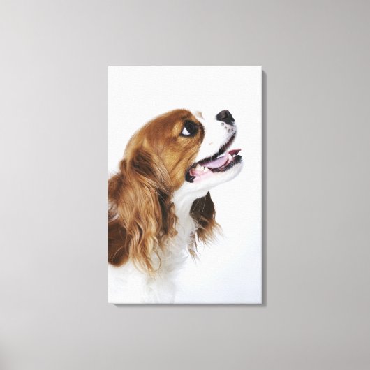 Toile Cavalier King Charles Spaniel, vue latérale (Recto)