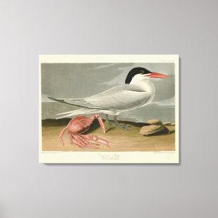Toile Cayenne (Royal) Tern - Audubon's Birds of America